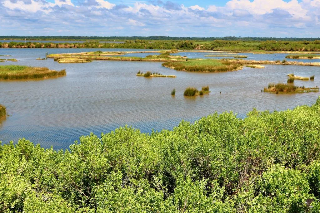 Réserve ornithologique du Teich
